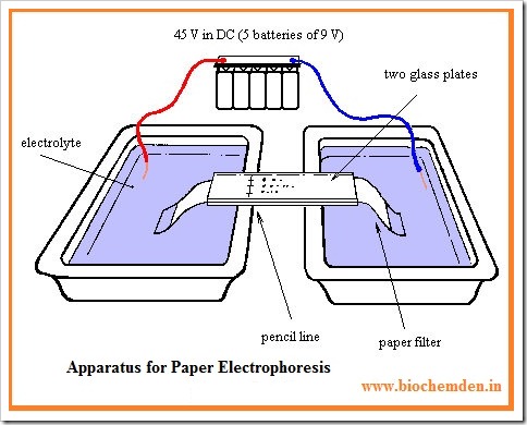 paper electrophoresis