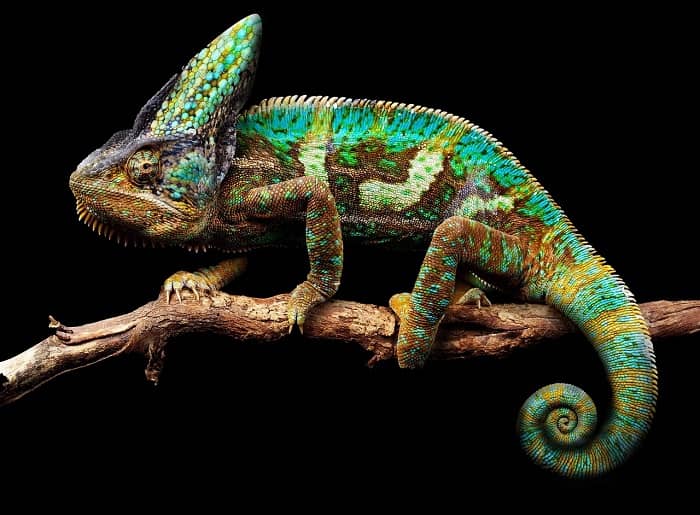 Why Do Chameleons Change Their Colors? Interesting Facts About Chameleon