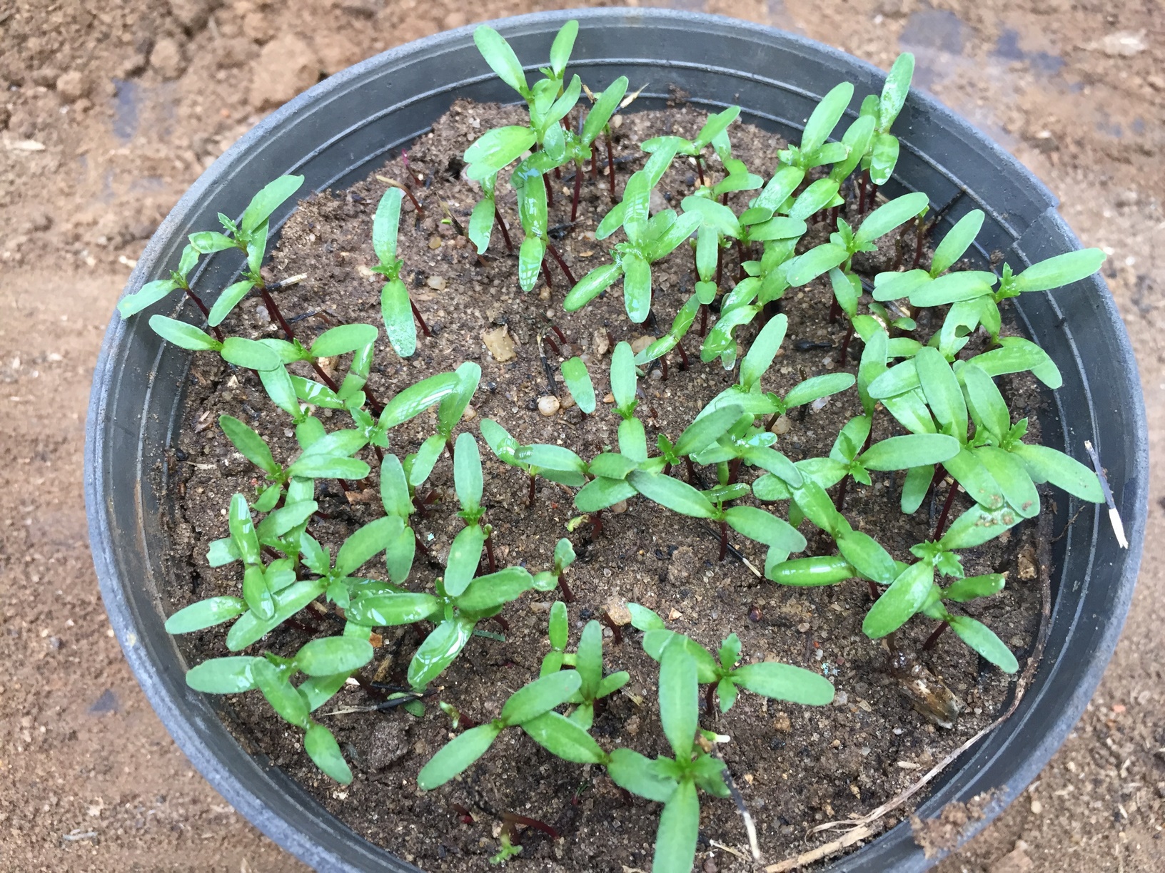 Typically, marigolds will take three to four days to germinate, but may take a few days longer if the location is cooler.