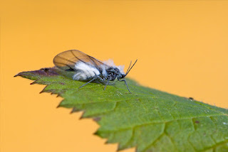 Para ampliar Prociphilus fraxini (Fabricius, 1777) hacer clic