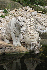 White tigers at a watering hole
