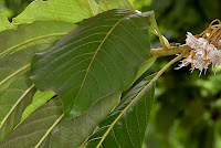 Diploknema butyracea