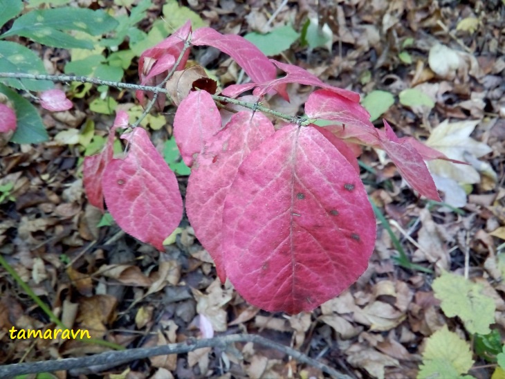 Бересклет малоцветковый (Euonymus pauciflorus)