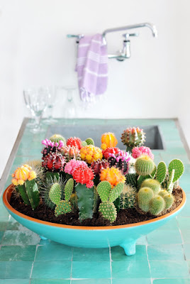 cactusi mini
