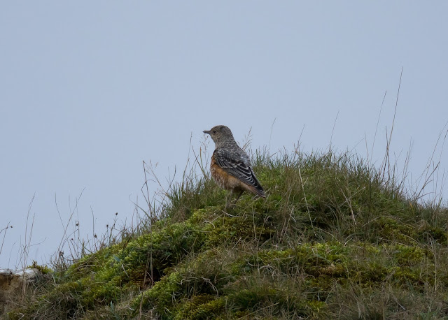 Rock Thrush - Pwll-du, South Wales