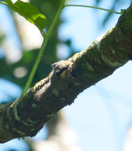 Black-eared pygmy squirrel (Nannosciurus melanotis)
