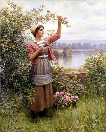 gathering roses
