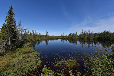 Boreal forest and marsh Newfoundland.