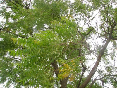 Neem Tree  Picture