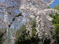 青空の下、道路に張り出した満開のソメイヨシノ桜。