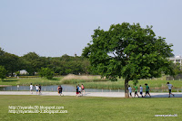 新緑の公園写真