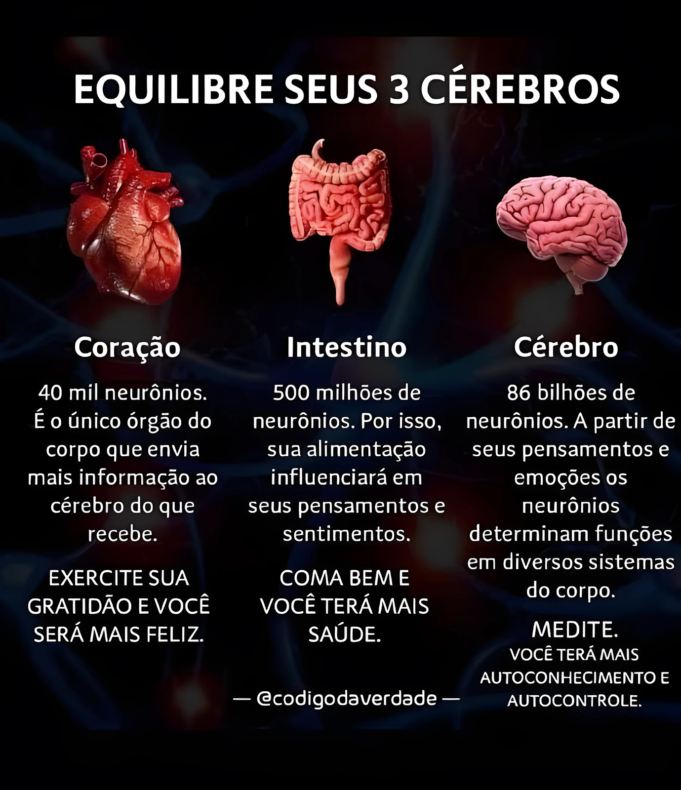 Equilibre Seus 3 Cérebros