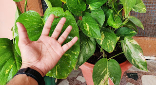 money plant big leaf