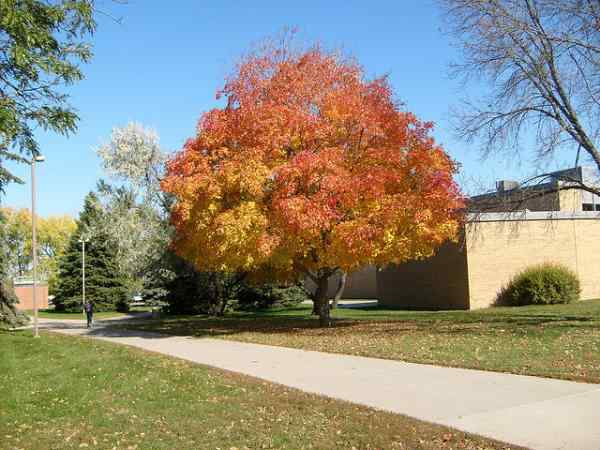 Sugar Maple Tree