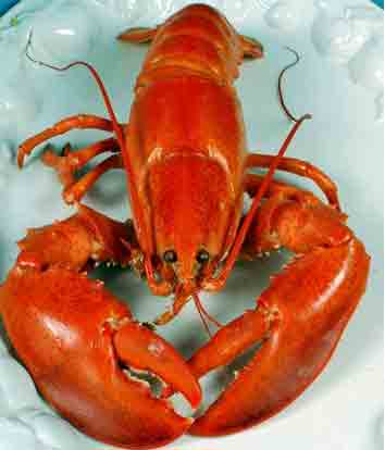 Gambar Udang Lobster