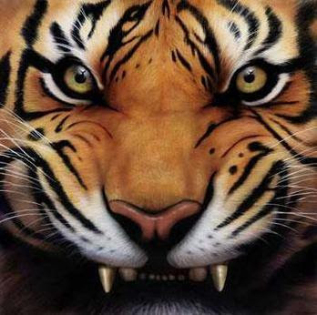 Animals - Angry Tiger Face Picture