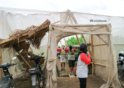 Jelajah Tembakau I: Budidaya Perkebunan Tembakau di Ajung, Kabupaten Jember