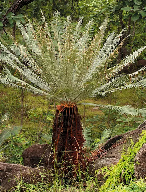 ปรงเหลี่ยม Cycas siamensis