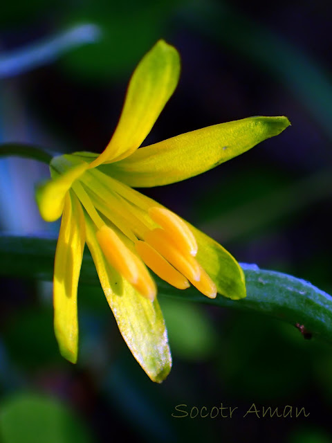 Gagea lutea