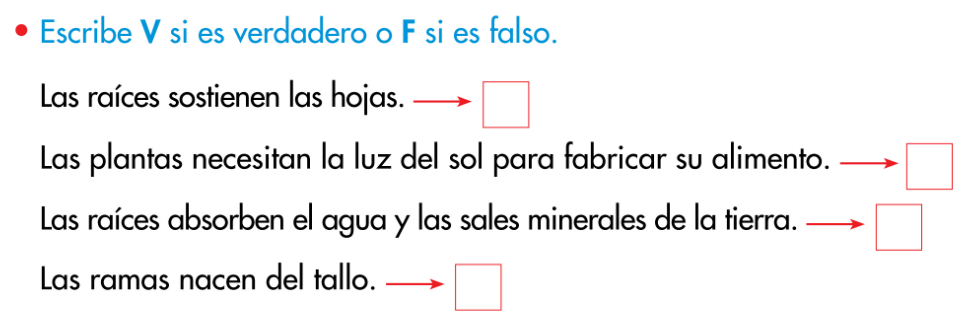 http://www.primerodecarlos.com/SEGUNDO_PRIMARIA/enero/tema1/actividades/CONO/plantas6.swf