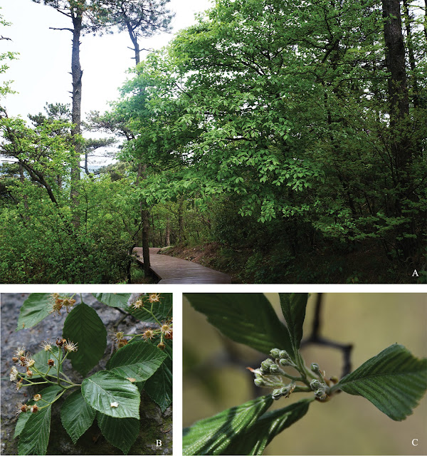 Рябина лушаньская (Sorbus lushanensis)