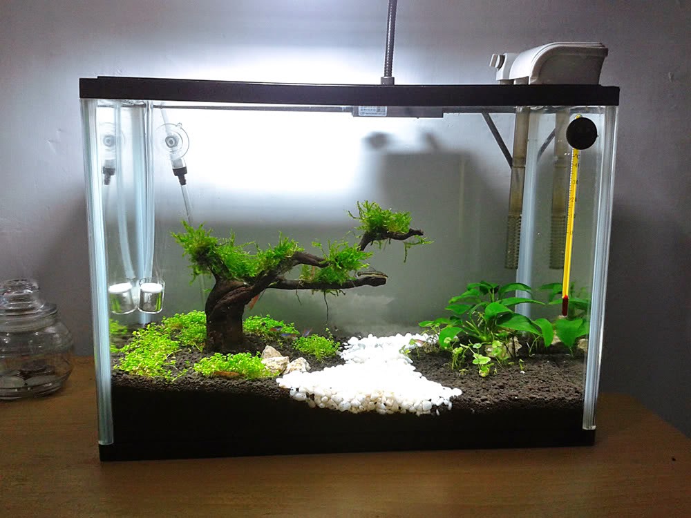 Inilah 10 Ide Kreasi Untuk  Membuat Mini  Aquascape Ikan 