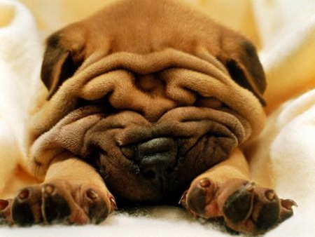 Wrinkled Dog