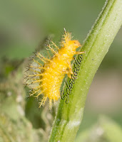 lady bug larva, coccinella magnifica larvae, kepik, larva, spiky ladybug, ladybird larva