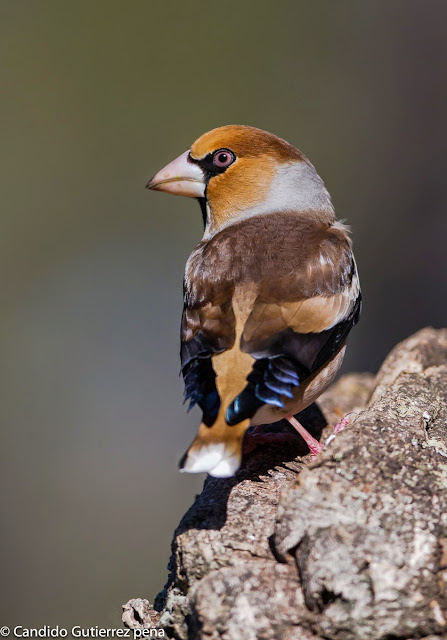 COCCOTRAUSTES COCCOTRAUSTES, FRINGILLIDAE, HIDE MOTILLA PALANCAR, PASSEIFORME, PICOGORDO, 