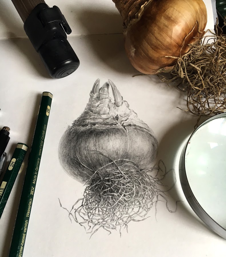 Narcissus bulb drawing