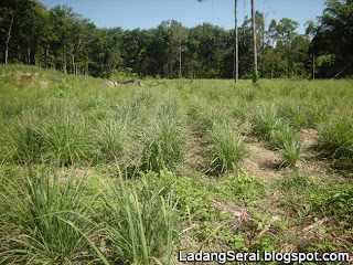 Ladang Serai Lemongrass Farm Malaysia Gambar  Serai 
