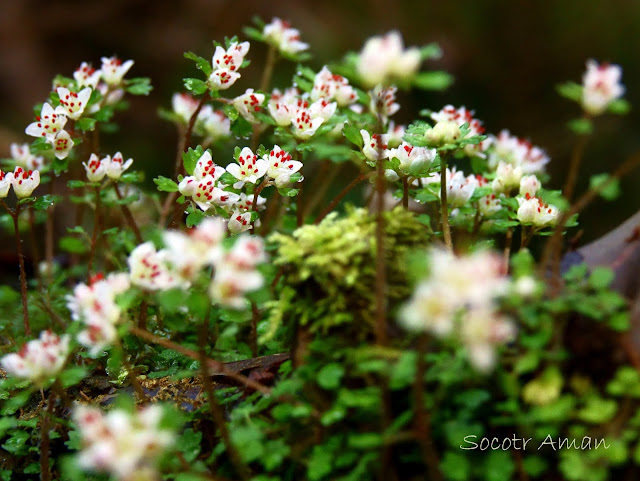 Chrysosplenium album