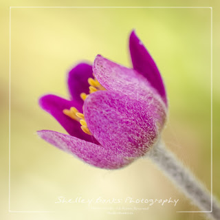 Cut-leaved Anemone. Copyright © Shelley Banks. All Rights Reserved.