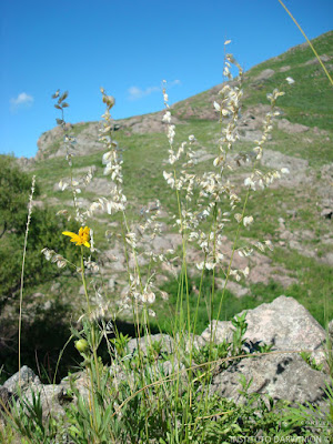 Melica (Melica brasiliana)