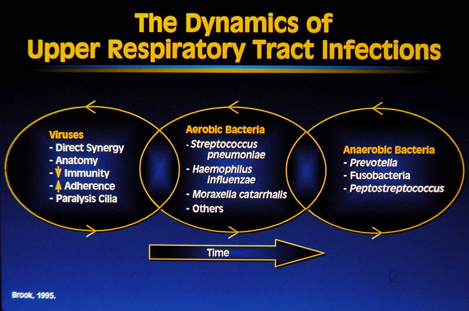 zinc sinus congestion