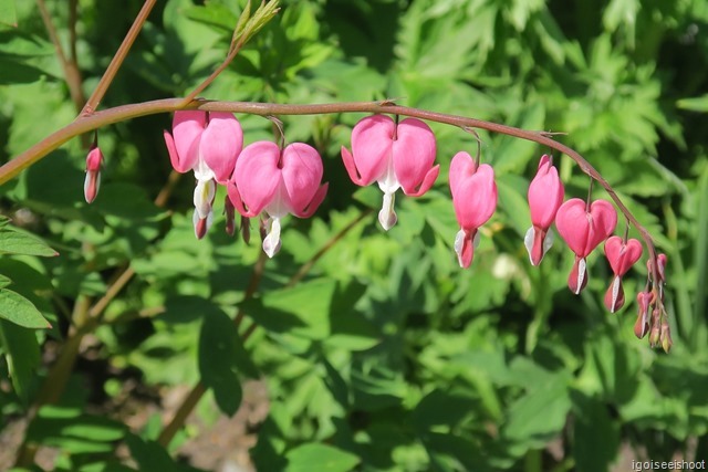  Fuschias looked like Chinese lanterns. Pretty!