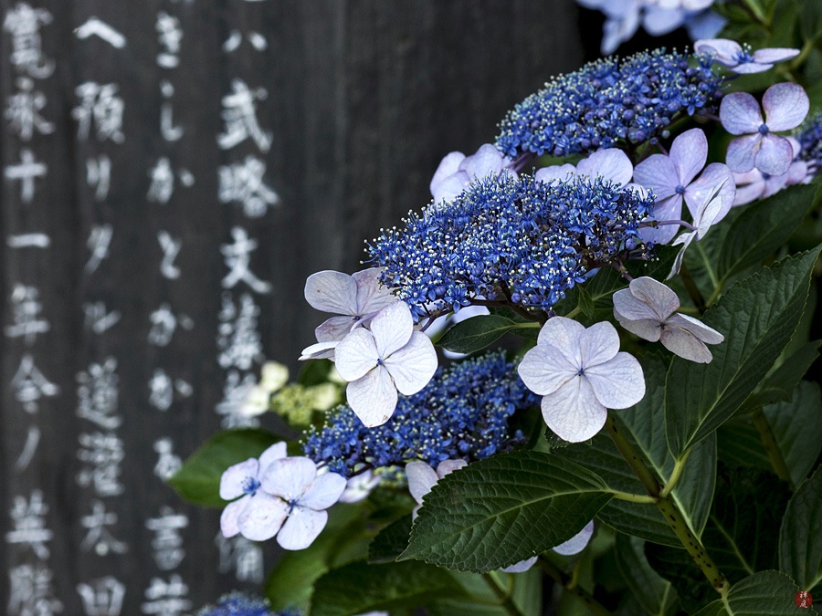 From The Garden Of Zen Gaku Ajisai Hydrangea Macrophylla Flowers In Eisho Ji