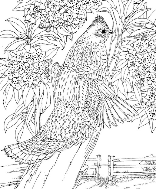 Challenging Coloring Pages For Adults Best Printable Coloring Pages For  Adults Best Free Coloring Pages For Adults