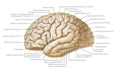 brain diagrams 