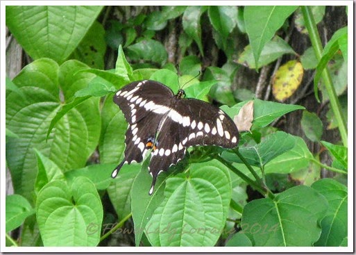 08-28-swallotail