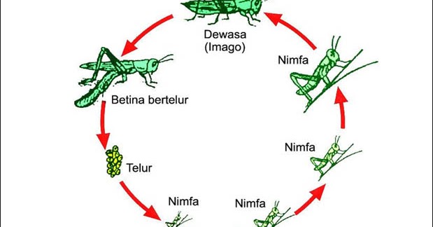  Metamorfosis  Sempurna  dan Tidak  Sempurna  Beserta Contoh 