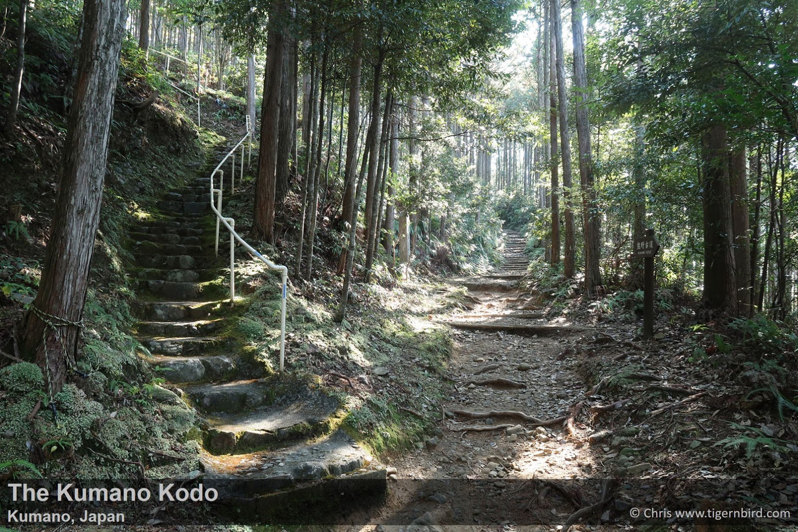 Diverging stone paths through forest in Kumano Kodo, Japan