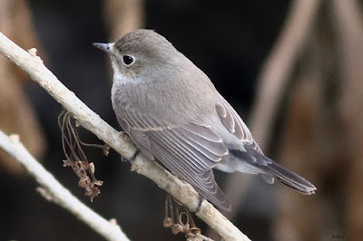 "Red-breasted Flycatcher, winter visitor, common, perched on a branch."