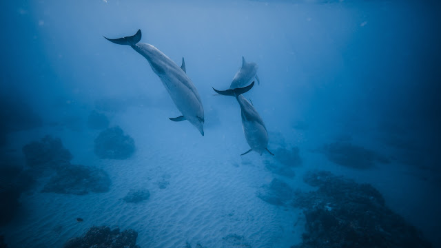 delfines nadando