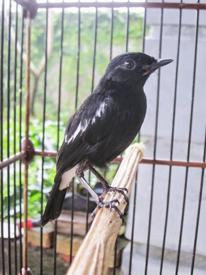 Beda Burung Kacer Lokal dan Kacer Poci