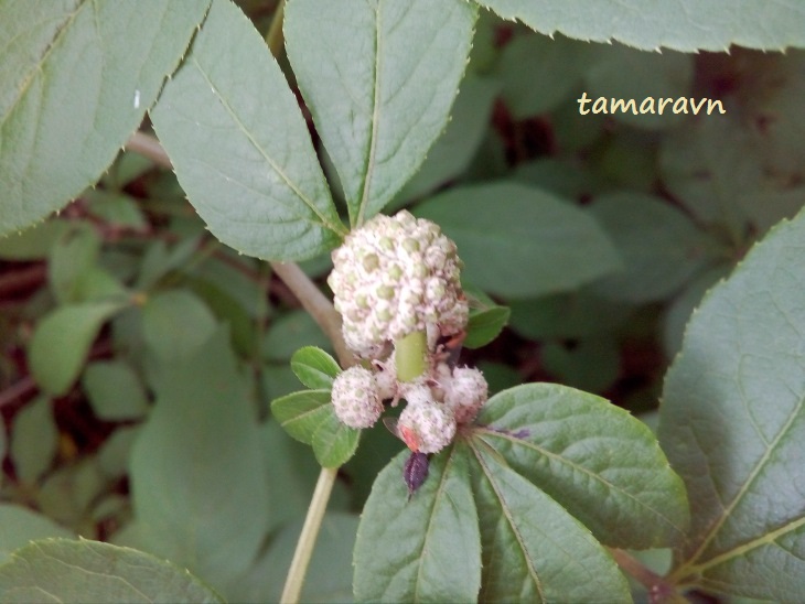 Свободноягодник сидячецветковый (Acanthopanax sessiliflorus, =Eleutherococcus sessiliflorus)