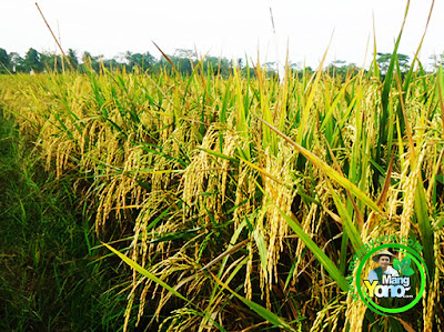 Tanaman Padi TRISAKTI di sawah MANGYONO.com