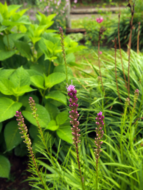 My Bar Harbor Maine garden, blogged by Dayana Knits