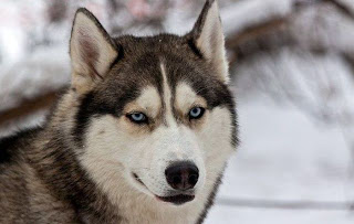 Husky Dogs