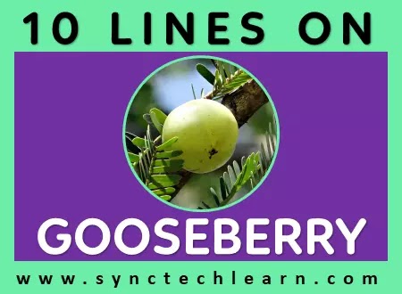 10 lines on gooseberry in english